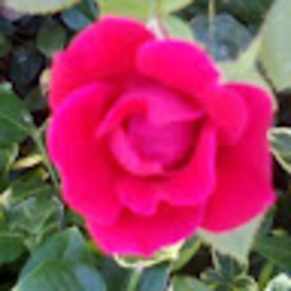 Meet your Posher, Lexi